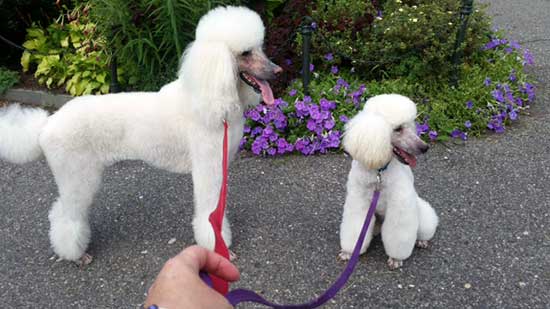 Reba's son Cayden and his Standard Poodle Best friend Callia on a walk in Ft. Tryon Park 