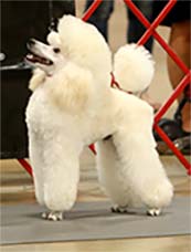 Classic/Eaglehill-South Miniature Poodles