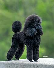 Echocreek Poodles