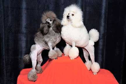 Glow Miniature Poodles
High Quality Miniature Poodles
in Quebec, Canada
All Colors	