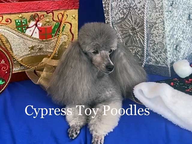 toy poodle breeders south florida