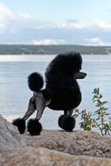 Pomroth Toy Poodles